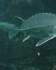 Sturgeon Total Care Cream